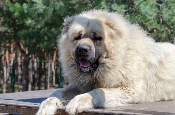 chien blanche congo